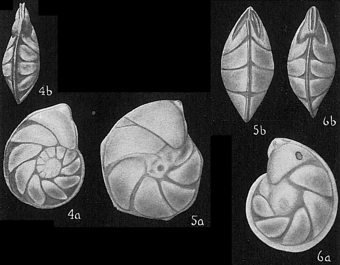 Robulus limbosus Robulus limbosus