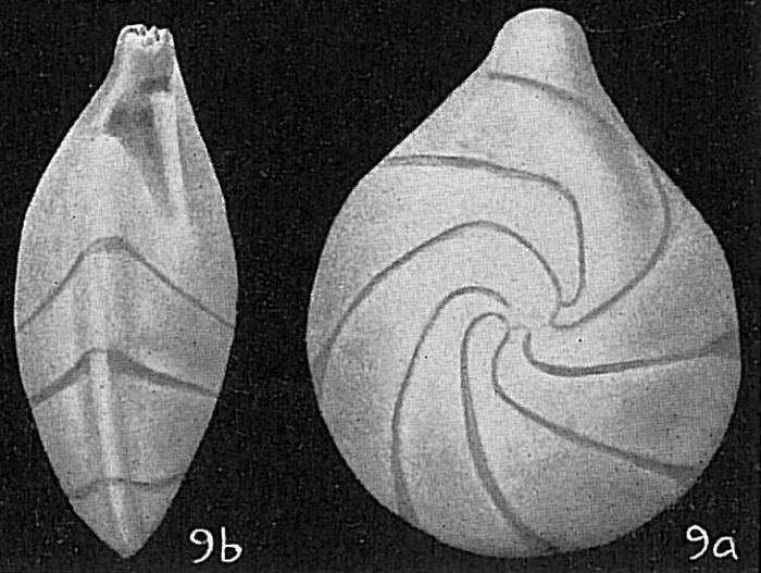 Robulus nigriseptus Robulus nigriseptus