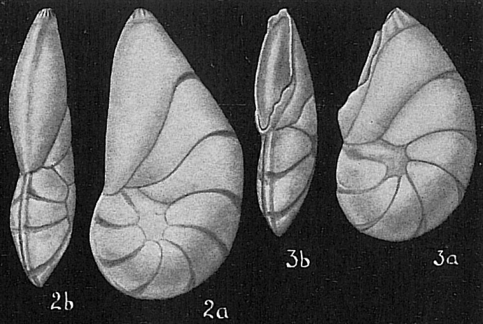 Robulus reniformis