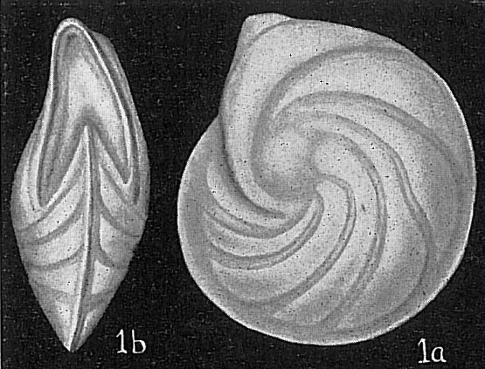 Robulus vortex