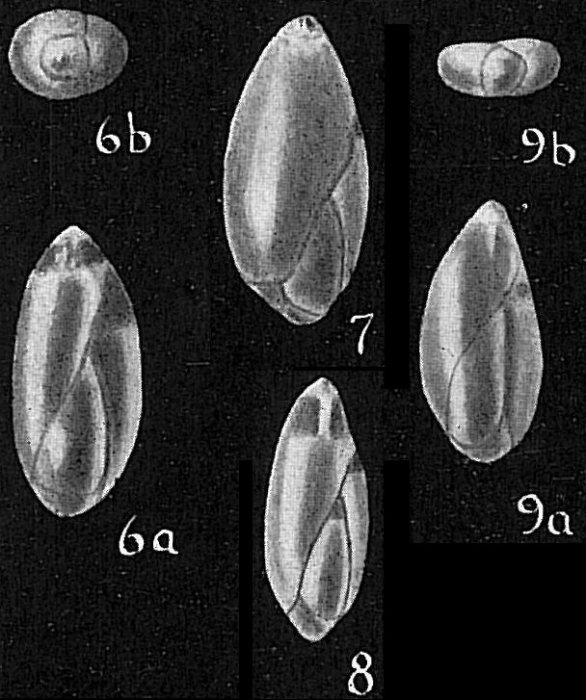 Sigmomorphina semitecta var. terquemiana Sigmomorphina semitecta var. terquemiana