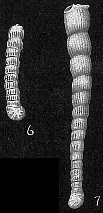 Spirolina acicularis Spirolina acicularis