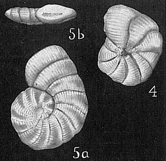 Spirolina arietina Spirolina arietina