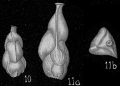 Chromista - Foraminifera (foraminifers)