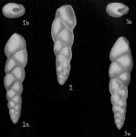 Chromista - Foraminifera (foraminifers)