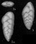 Chromista - Foraminifera (foraminifers)