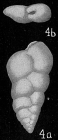 Bolivina globulosa