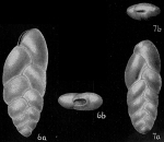 Chromista - Foraminifera (foraminifers)