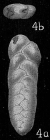 Bolivina cf. paula