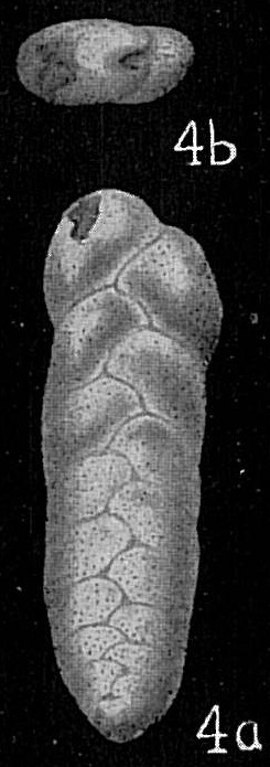Bolivina cf. paula