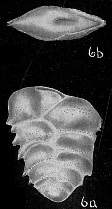 Bolivina pseudopygmaea
