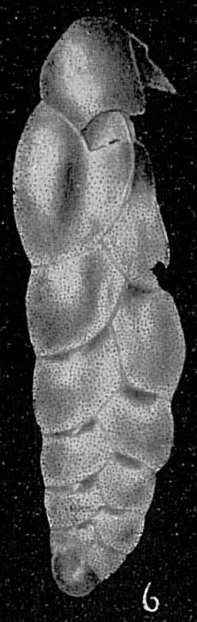 Bolivina seminuda Bolivina seminuda