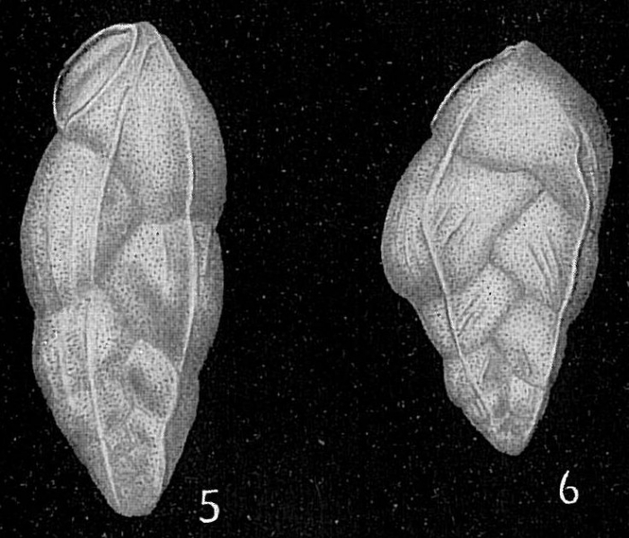 Bolivina subangularis var. lineata