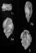 Bolivina subangularis