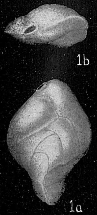 Bolivina tortuosa Bolivina tortuosa
