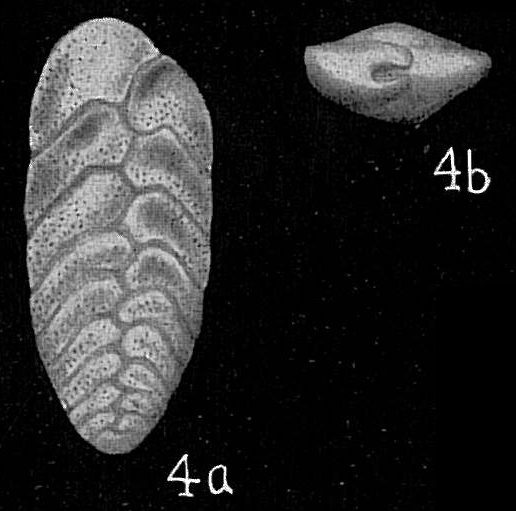 Bolivina vadescens