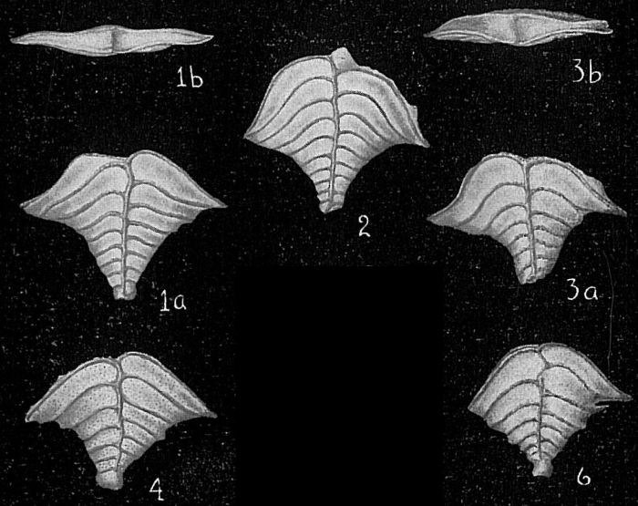 Rugobolivinella elegans Rugobolivinella elegans