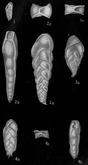 Bolivinita quadrilatera