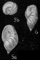 Chromista - Foraminifera (foraminifers)