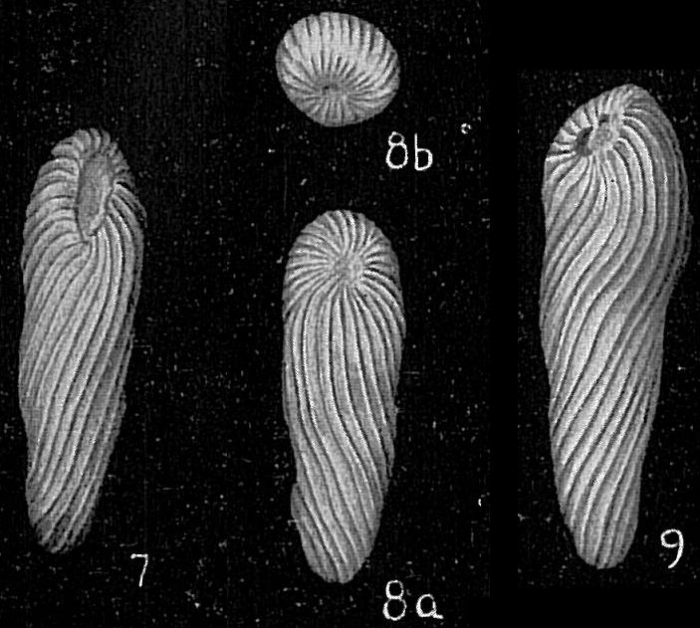 Buliminoides williamsonianus