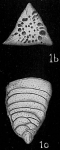 Chromista - Foraminifera (foraminifers)