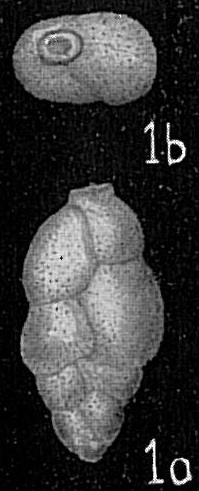 Hopkinsina pacifica Hopkinsina pacifica