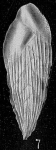 Loxostomum karrerianum var. carinatum