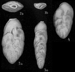 Chromista - Foraminifera (foraminifers)