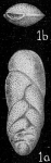 Loxostoma limbatum
