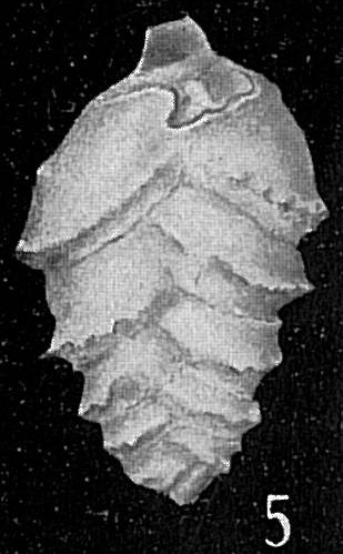 Loxostoma lobatum Loxostoma lobatum
