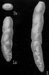 Chromista - Foraminifera (foraminifers)