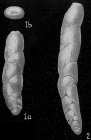 Loxostomum mayori
