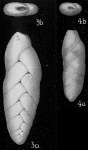 Chromista - Foraminifera (foraminifers)