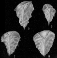 Chromista - Foraminifera (foraminifers)