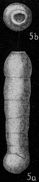 Siphogenerina columellaris Siphogenerina columellaris