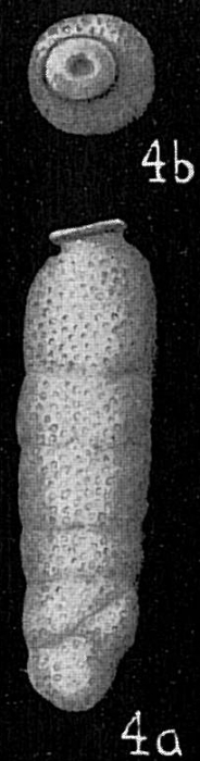 Siphogenerina dimorpha pacifica Siphogenerina dimorpha pacifica