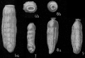 Chromista - Foraminifera (foraminifers)