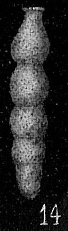 Siphonodosaria Siphonodosaria