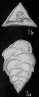 Trimosina simplex