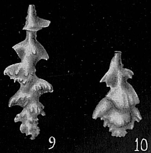 Uvigerina porrecta fimbriata Uvigerina porrecta fimbriata