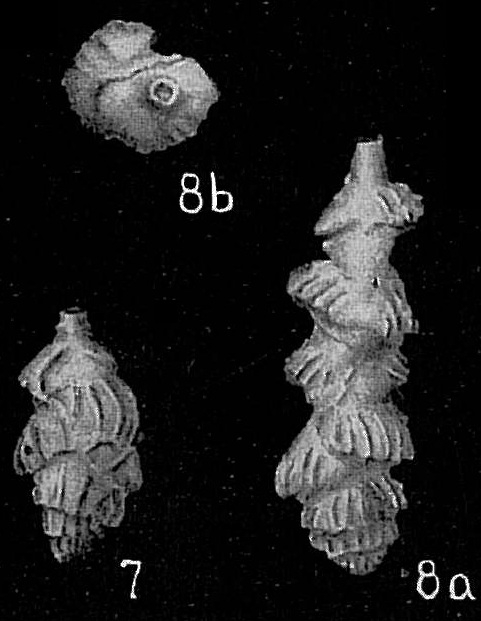 Uvigerina porrecta Uvigerina porrecta