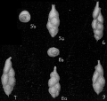 Chromista - Foraminifera (foraminifers)