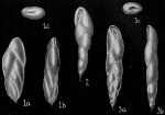 Chromista - Foraminifera (foraminifers)