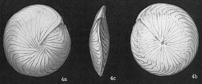 Amphistegina radiata (not lessonii ses note)