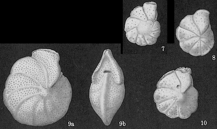 Anomalinella rostrata Anomalinella rostrata