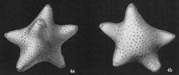 Baculogypsina sphaerulata Baculogypsina sphaerulata