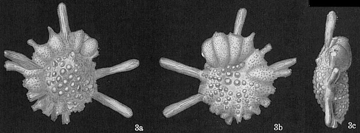 Calcarina hispida = Calcarina gaudichaudii? (Opinion of Renema (2023) pers. comm.) Calcarina hispida = Calcarina gaudichaudii? (Opinion of Renema (2023) pers. comm.)