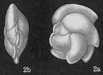 Chromista - Foraminifera (foraminifers)