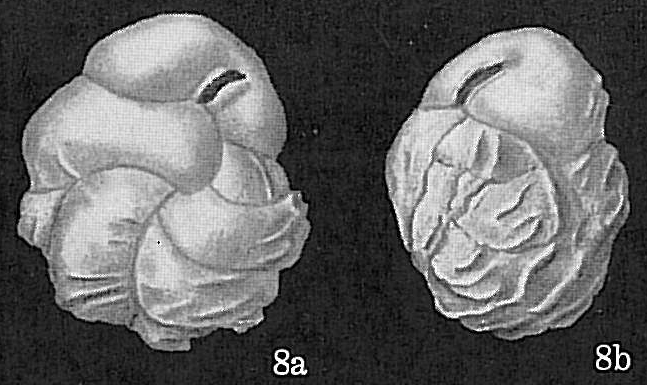 Cassidulina costatula