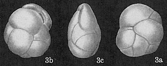 Cassidulina minuta Cassidulina minuta